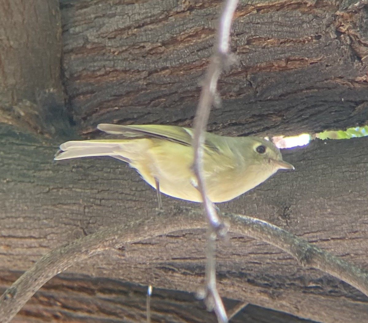 Короткоклювый виреон - ML647050498