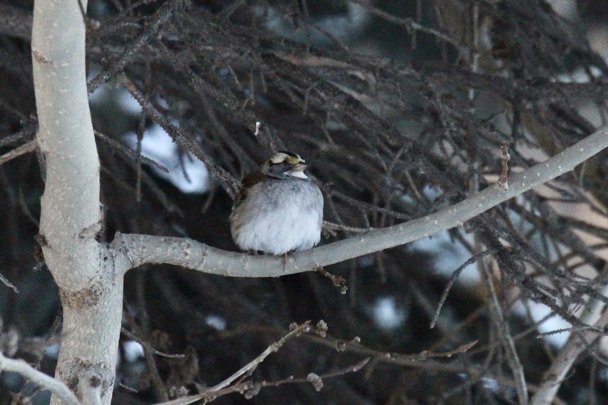 Chingolo Gorjiblanco - ML647050499