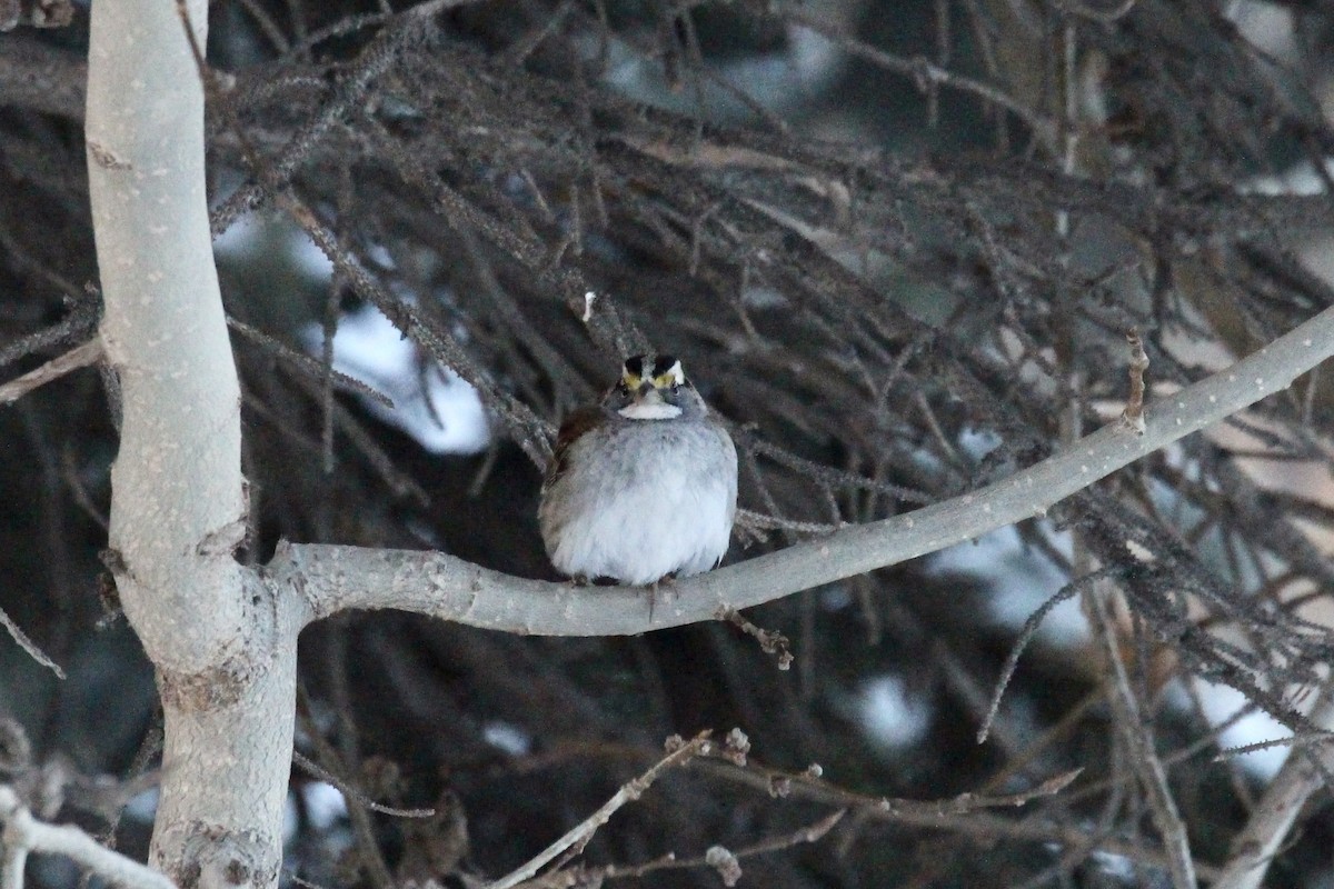 Chingolo Gorjiblanco - ML647050501