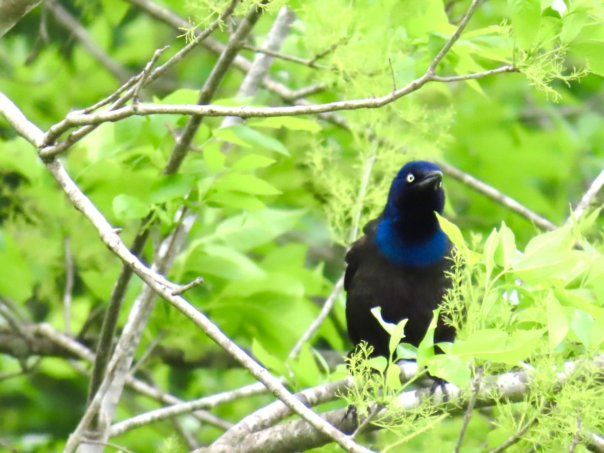 Purpurgrackel - ML647050503