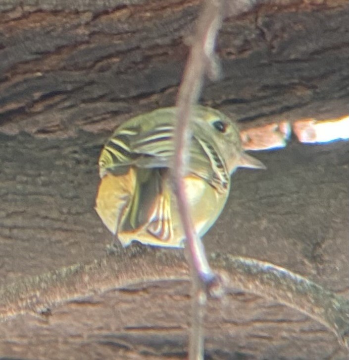 Короткоклювый виреон - ML647050515