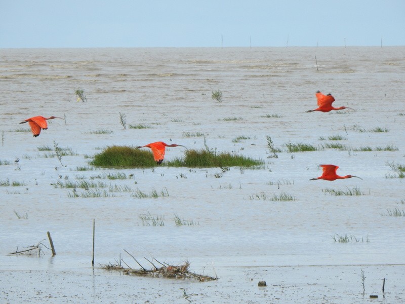 Scarlet Ibis - ML647050516