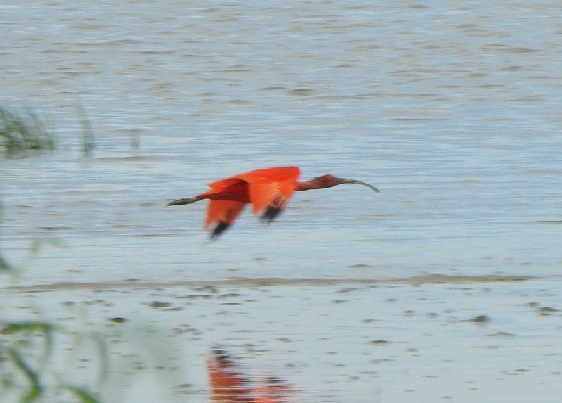Scarlet Ibis - ML647050517