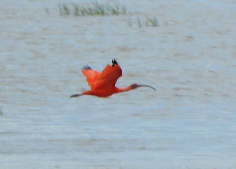 Scarlet Ibis - ML647050518