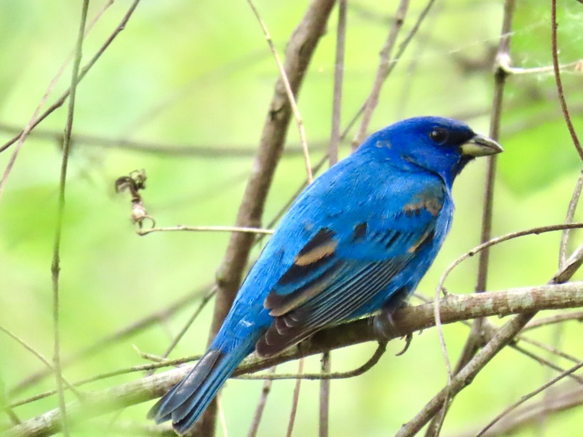 Indigo Bunting - ML647050536