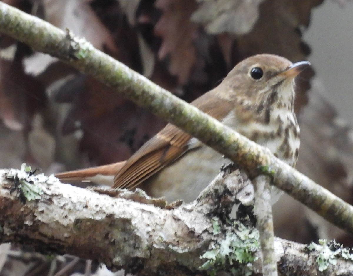 Zorzalito Colirrufo - ML647050537