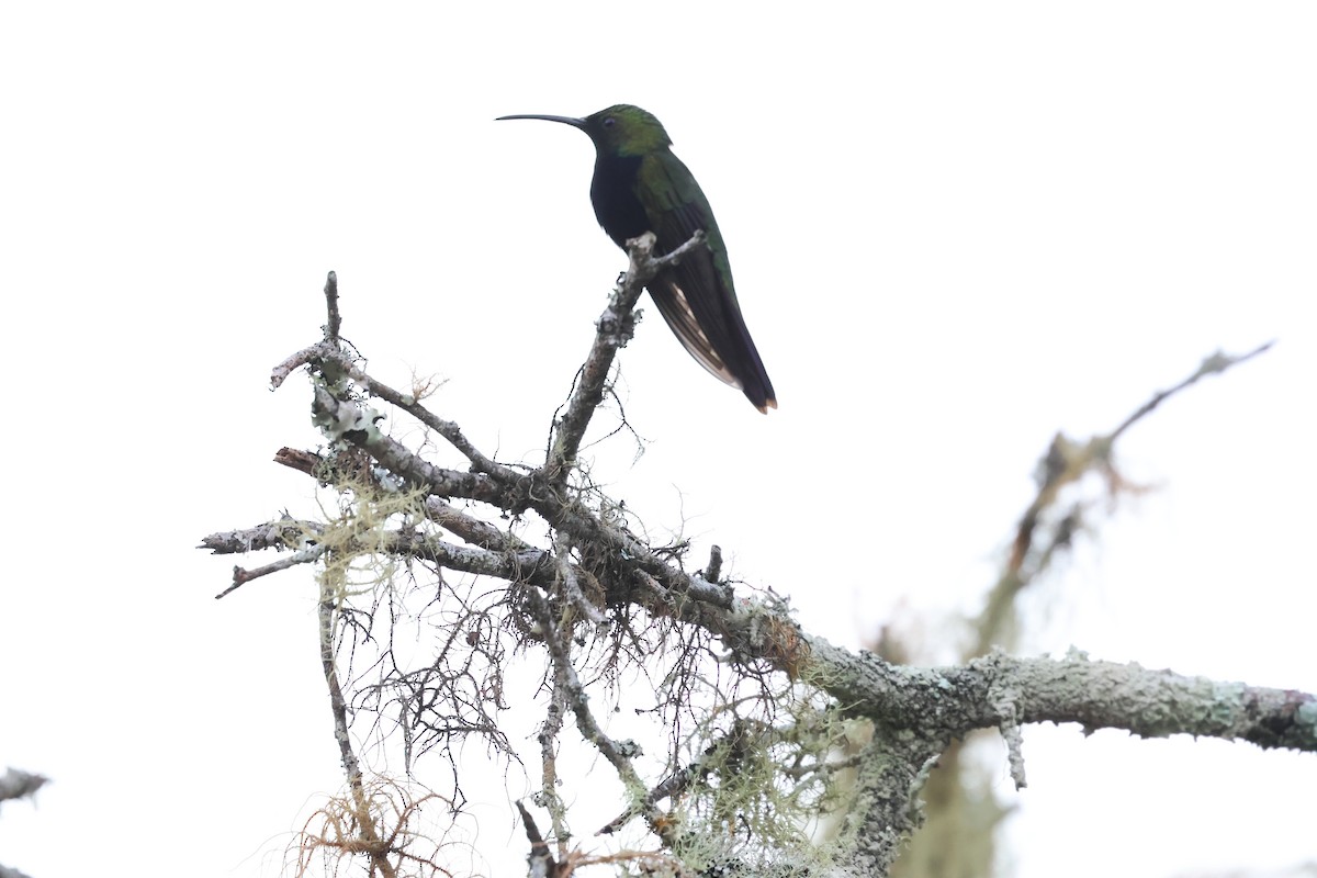 Dominikanermangokolibri - ML647050539