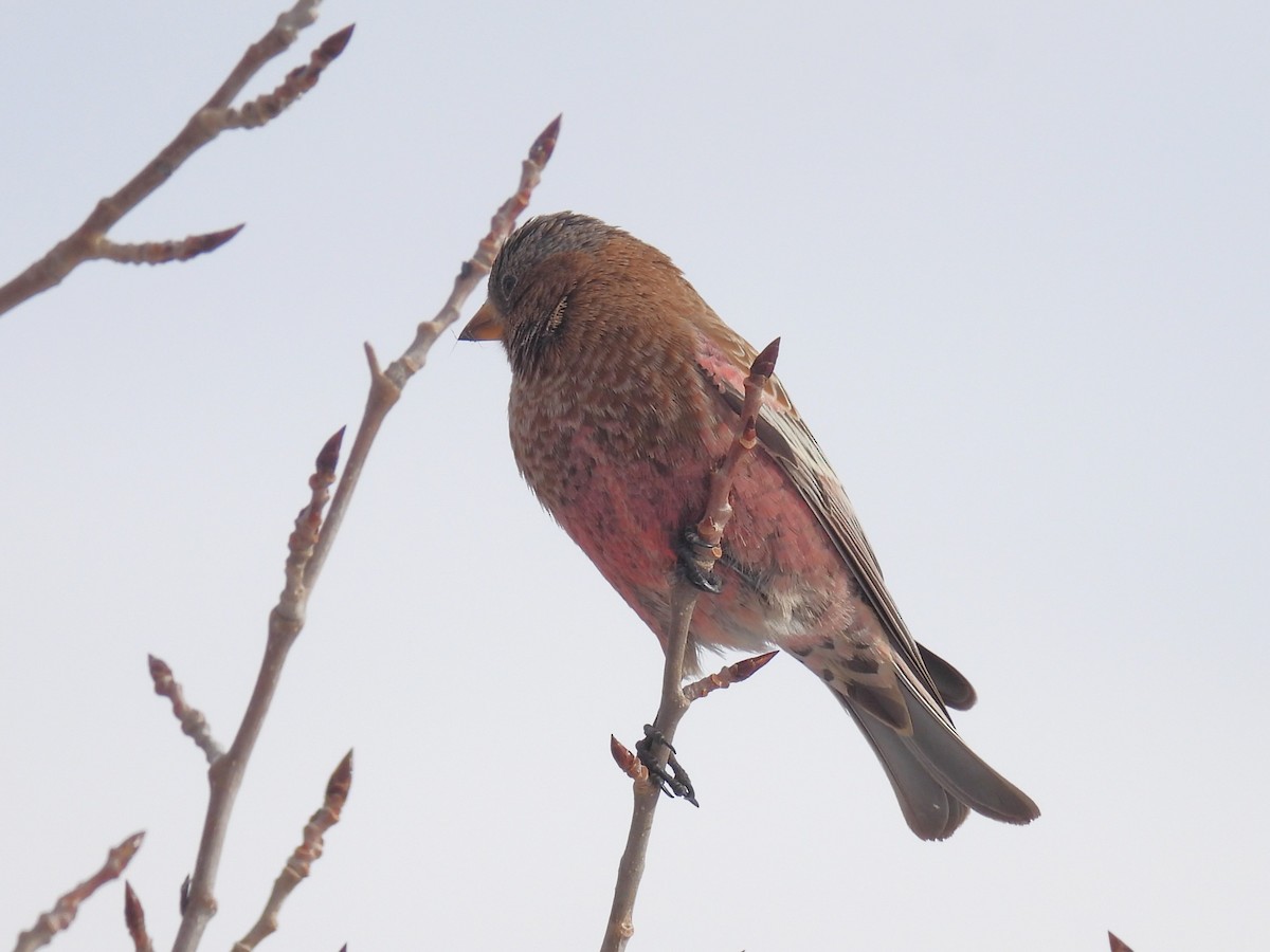 Brown-capped Rosy-Finch - ML647050543