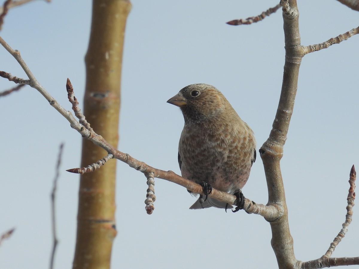 Brown-capped Rosy-Finch - ML647050544