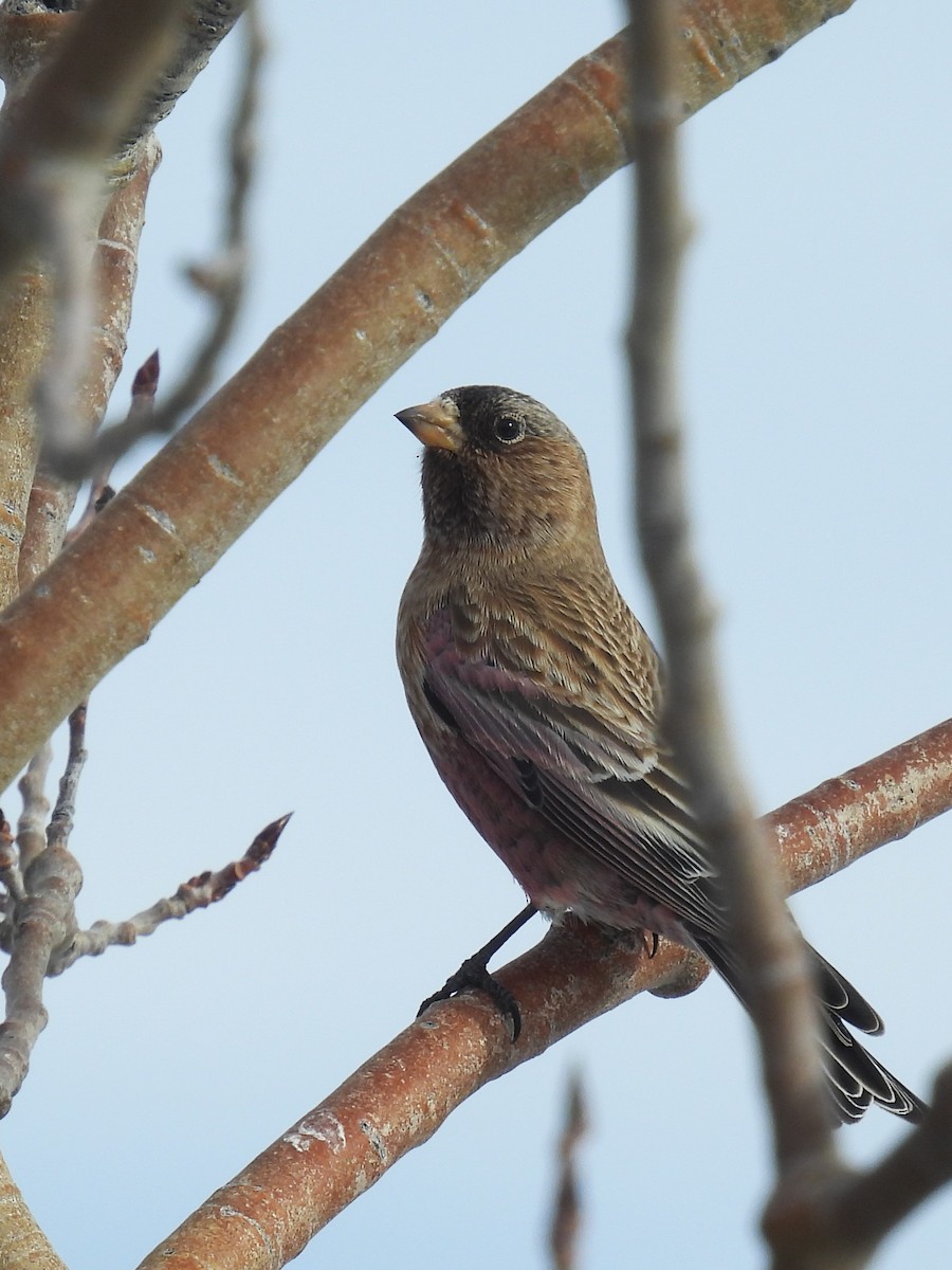 Brown-capped Rosy-Finch - ML647050545