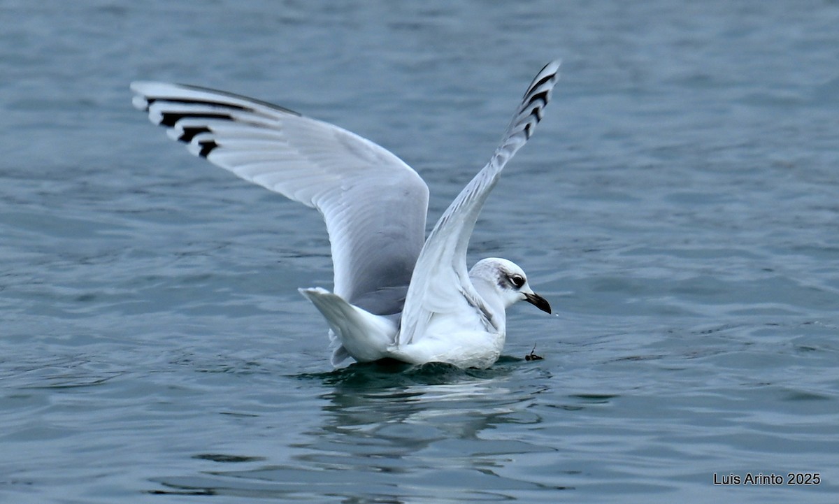 Mediterranean Gull - ML647050547
