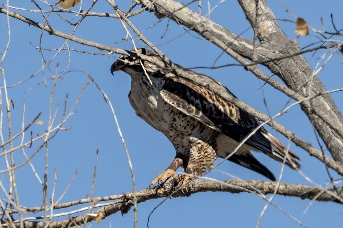 Ferruginous Hawk - ML647050548