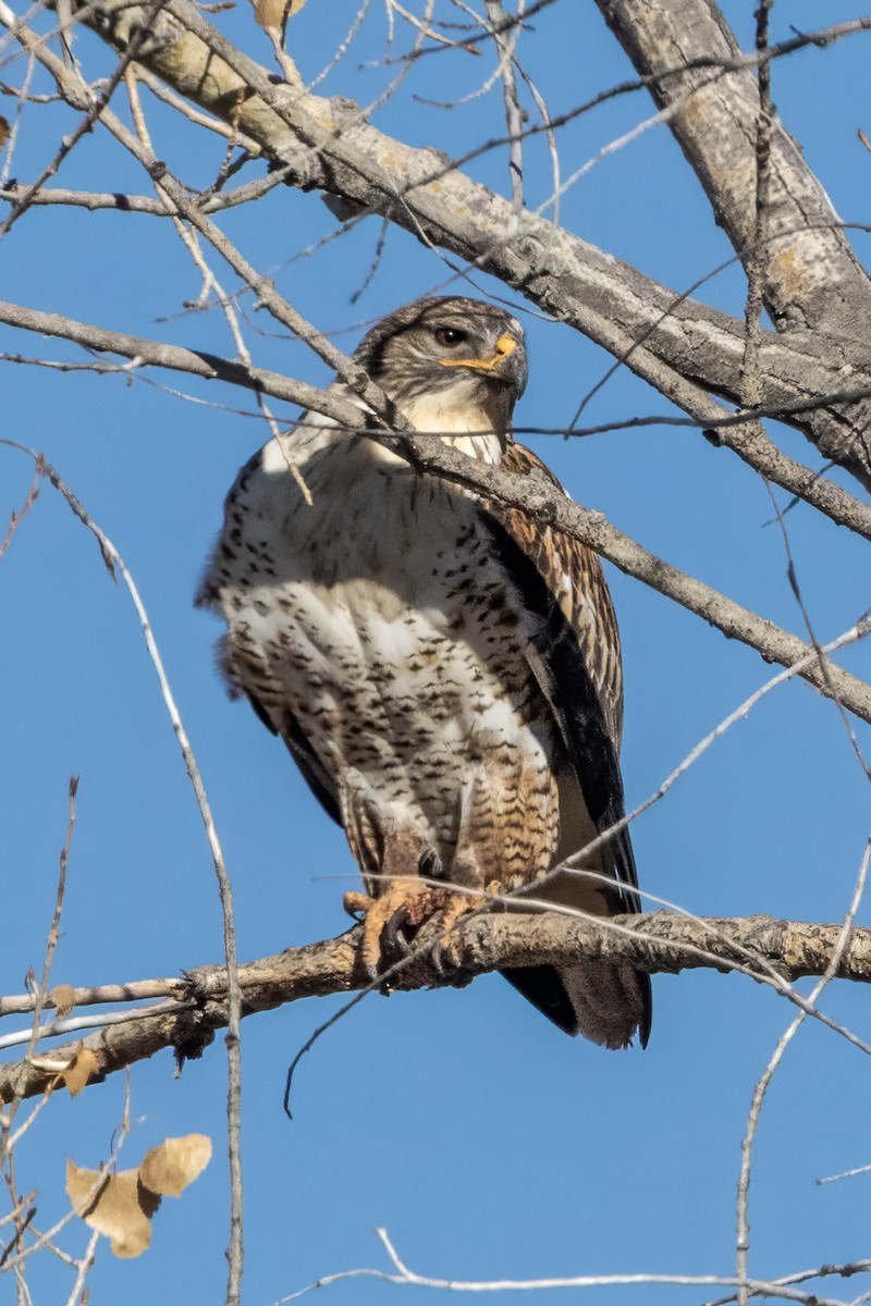 Ferruginous Hawk - ML647050549