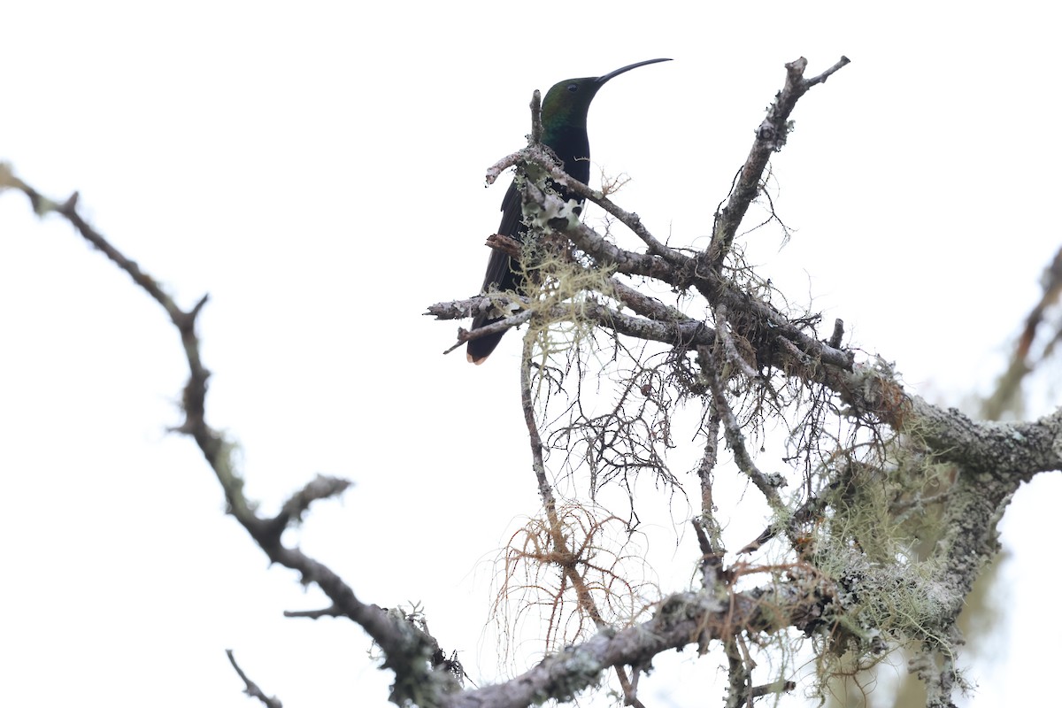 Dominikanermangokolibri - ML647050558