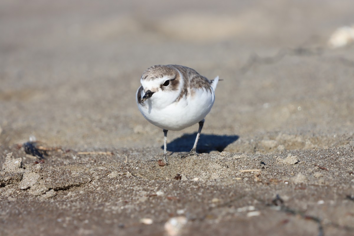 Snowy Plover - ML647050559