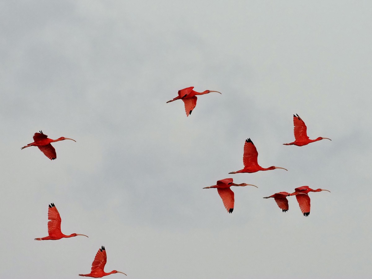 Scarlet Ibis - ML647050562