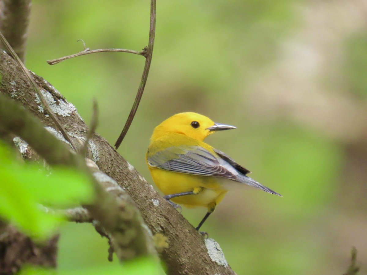 Prothonotary Warbler - ML647050563
