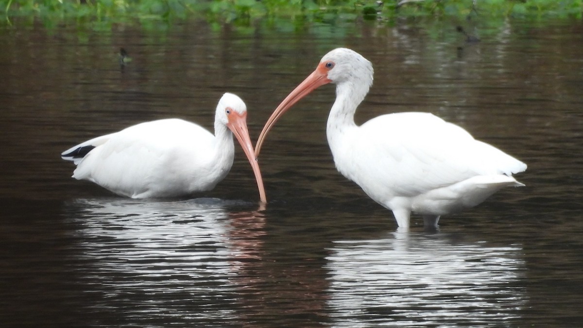 White Ibis - ML647050574