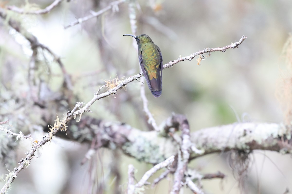 Dominikanermangokolibri - ML647050575