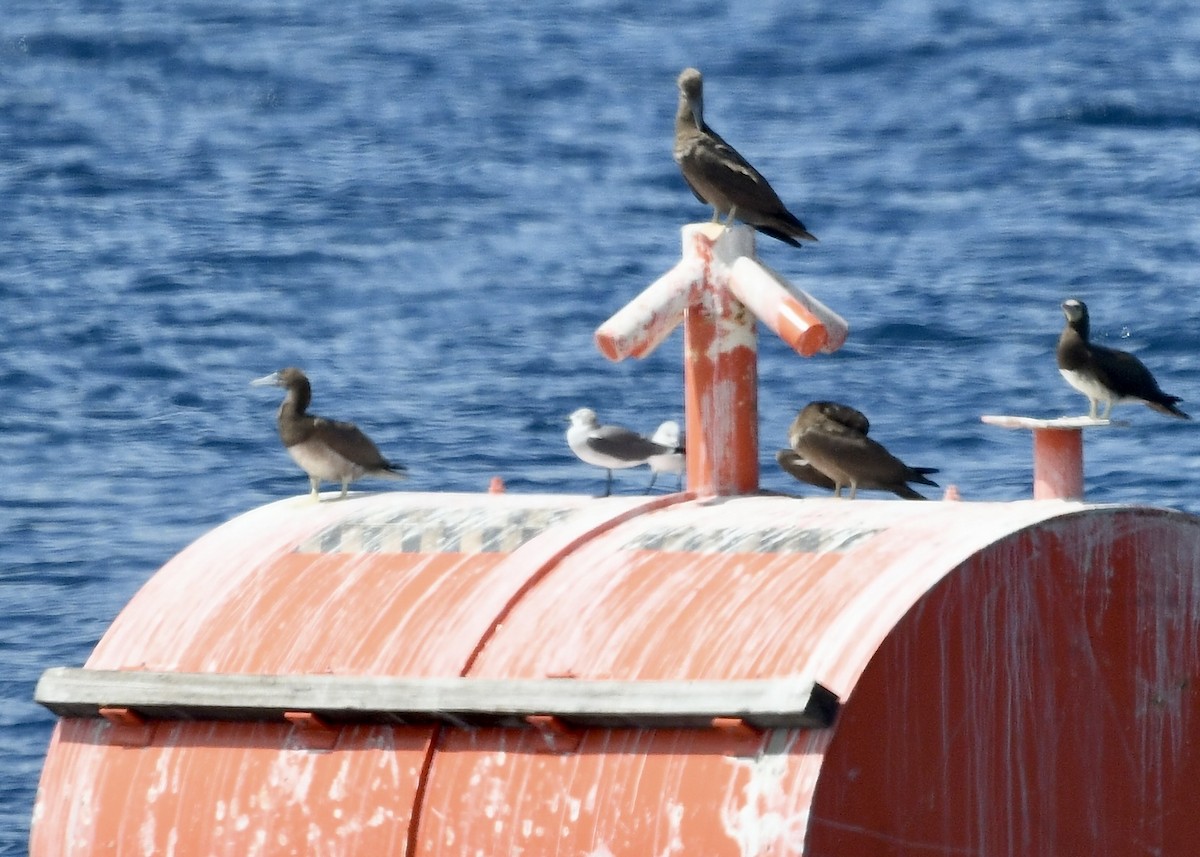 ワライカモメ - ML647050591