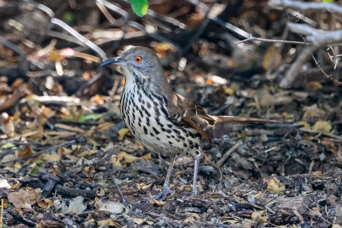 Long-billed Thrasher - ML647050594