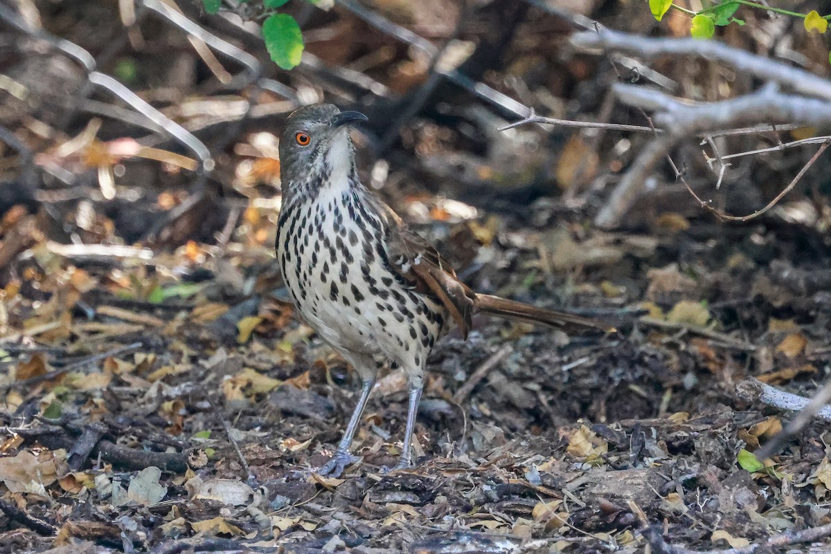 Long-billed Thrasher - ML647050595