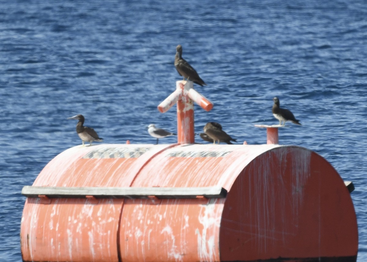 Brown Booby - ML647050600