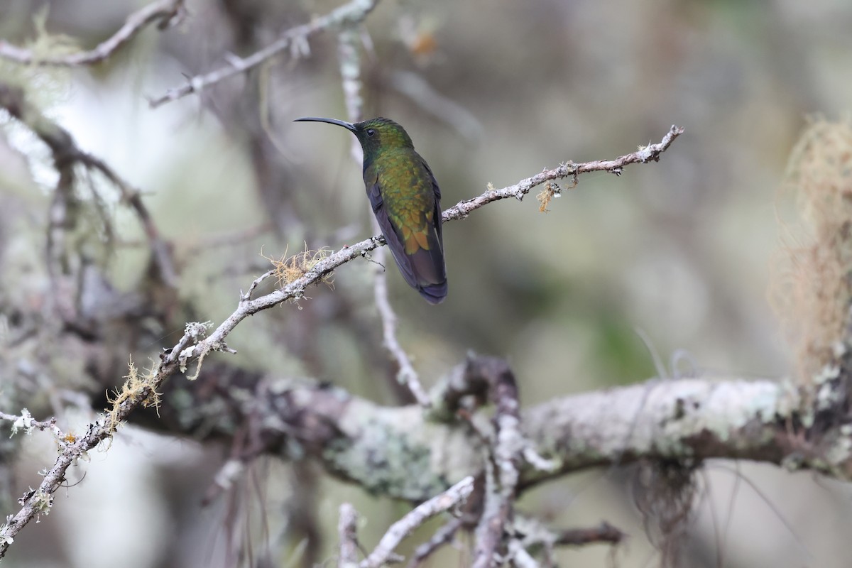 Dominikanermangokolibri - ML647050601