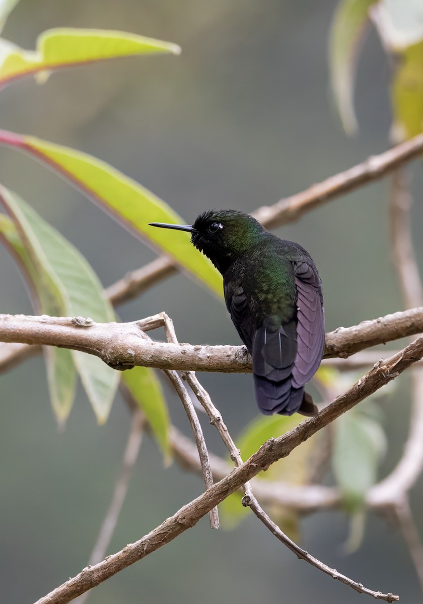 Tourmaline Sunangel - ML647050611