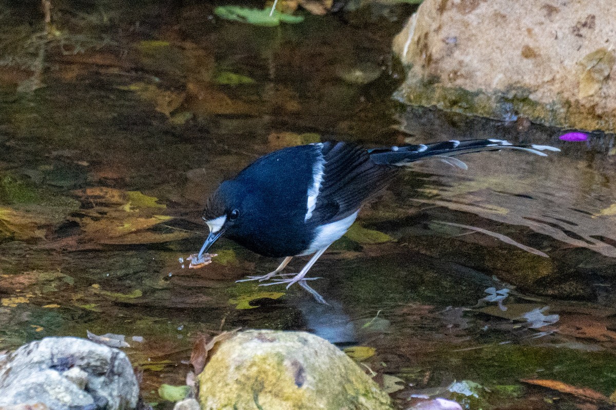 White-crowned Forktail - ML647050613