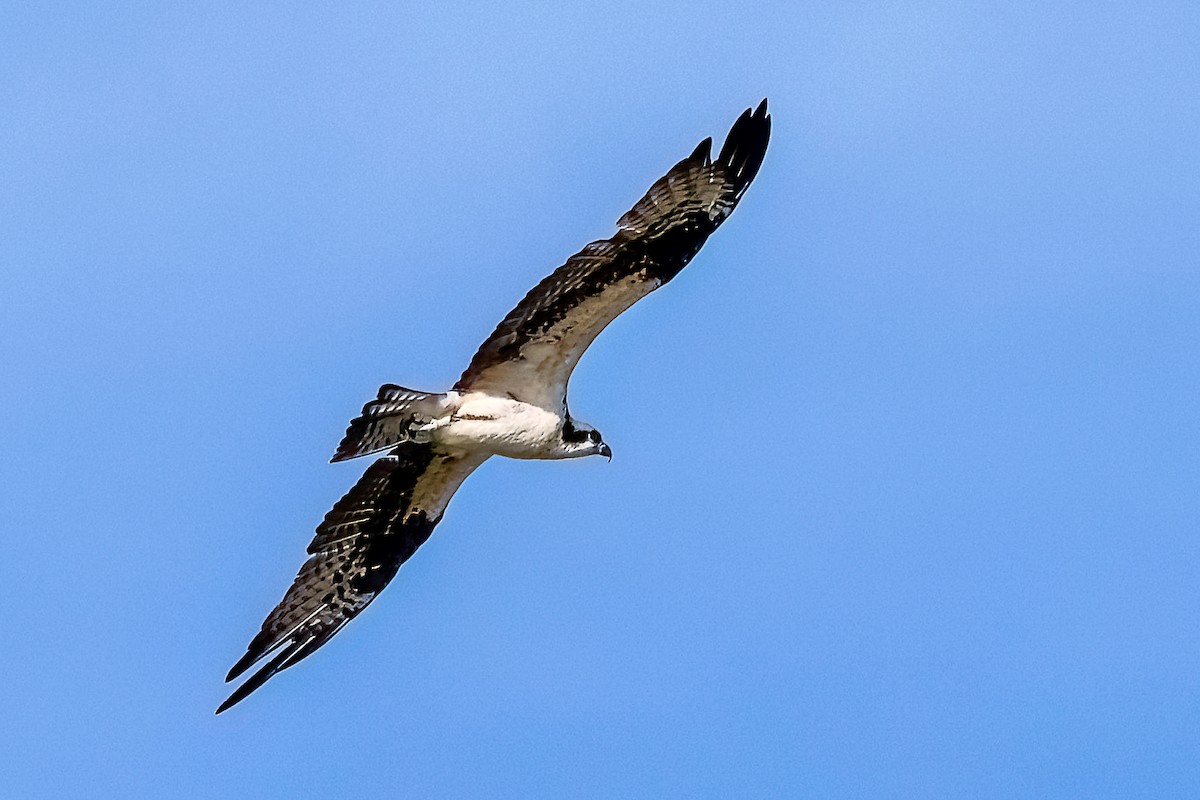 Скопа західна (підвид carolinensis) - ML647050616