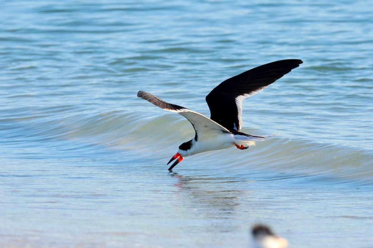Black Skimmer - ML647050618