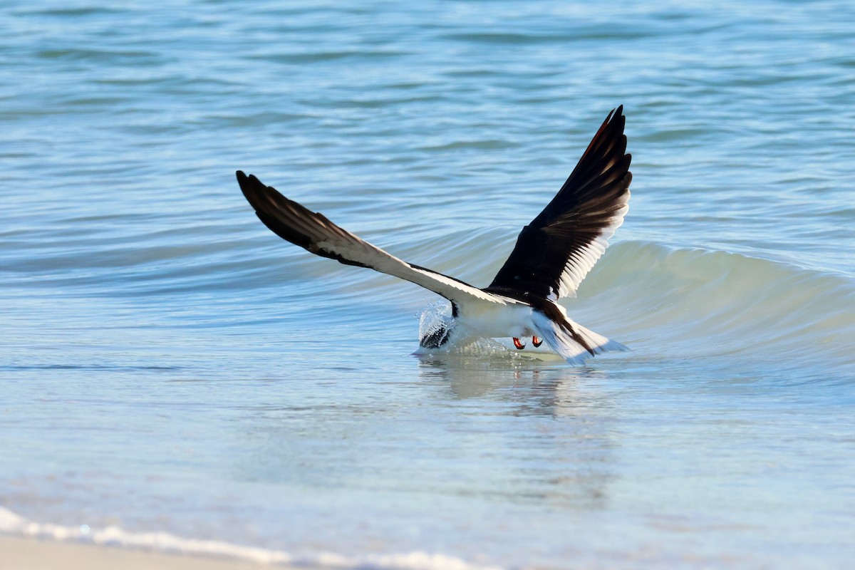 Black Skimmer - ML647050619
