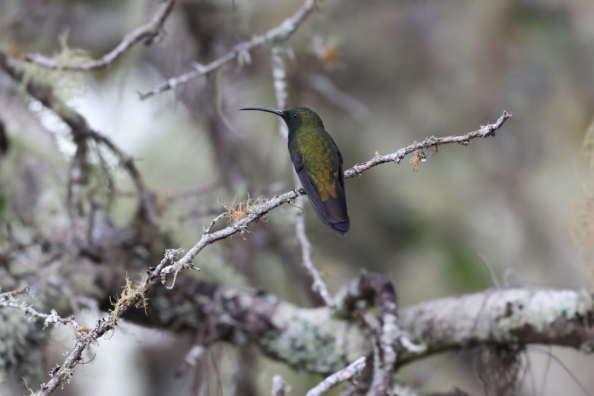 Dominikanermangokolibri - ML647050620