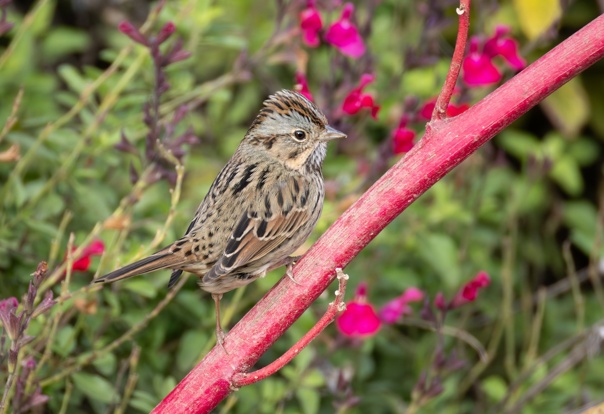 Lincoln's Sparrow - ML647050632