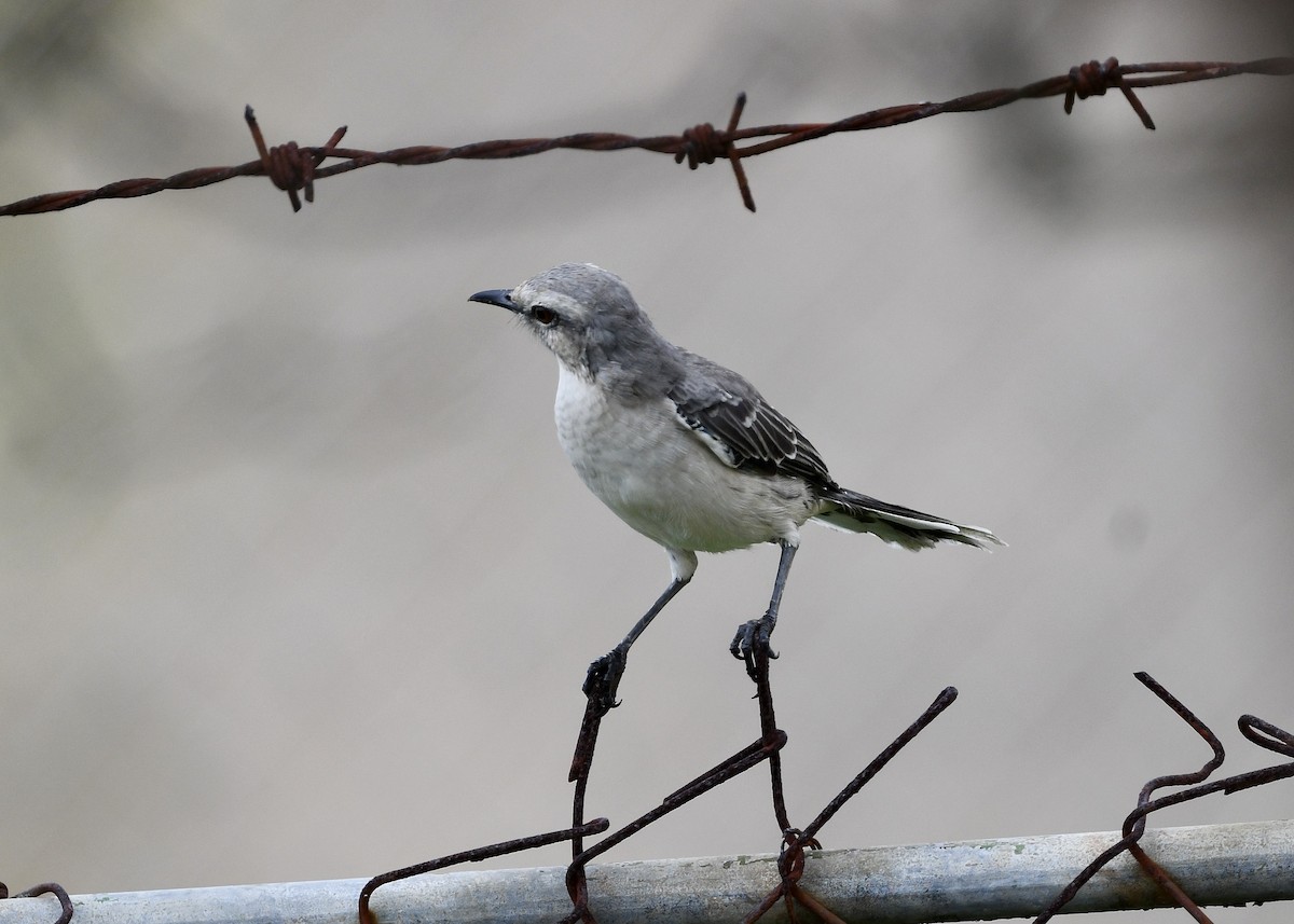 Tropikal Taklitçi - ML647050641