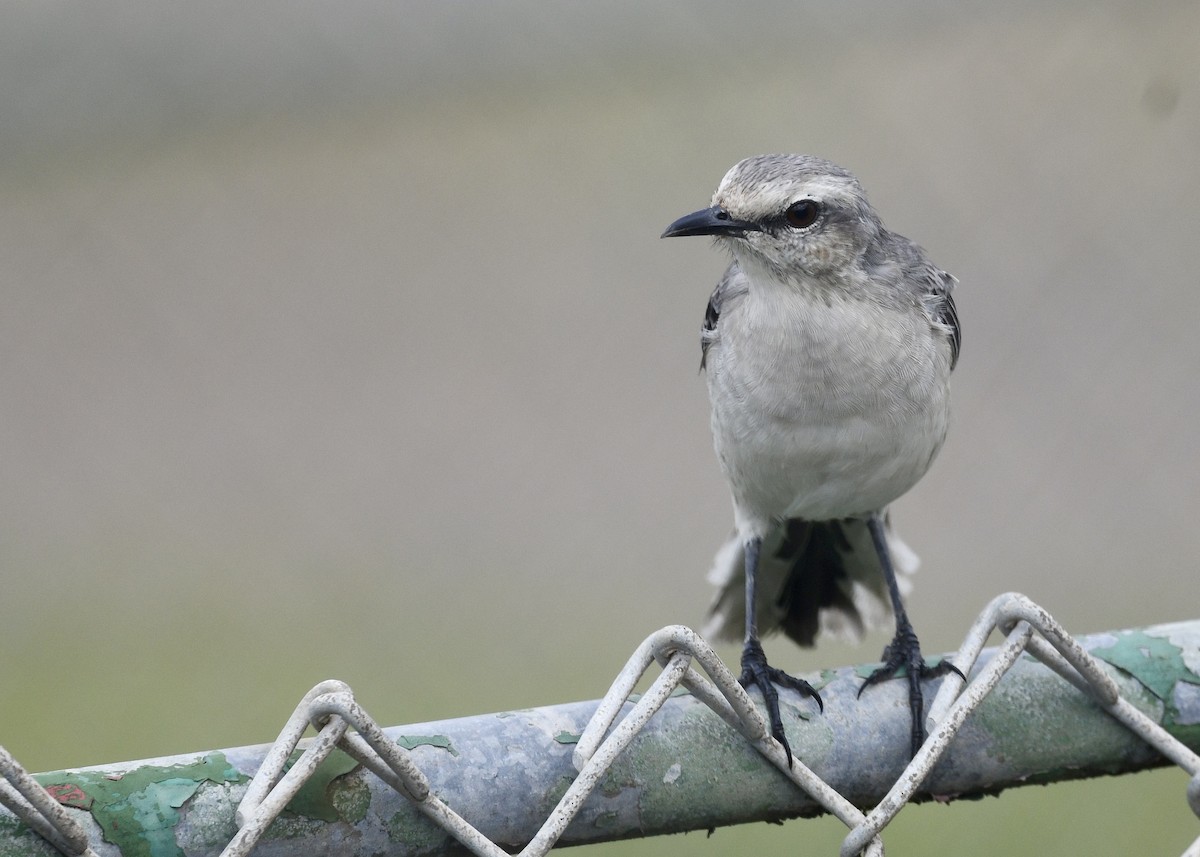 Tropikal Taklitçi - ML647050653