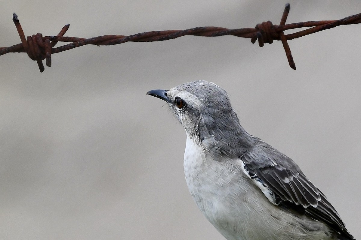 Tropikal Taklitçi - ML647050656