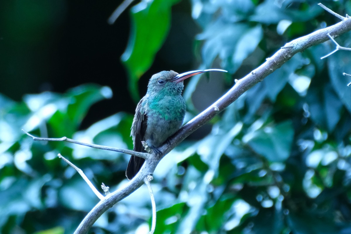 Blue-vented Hummingbird - ML647050659