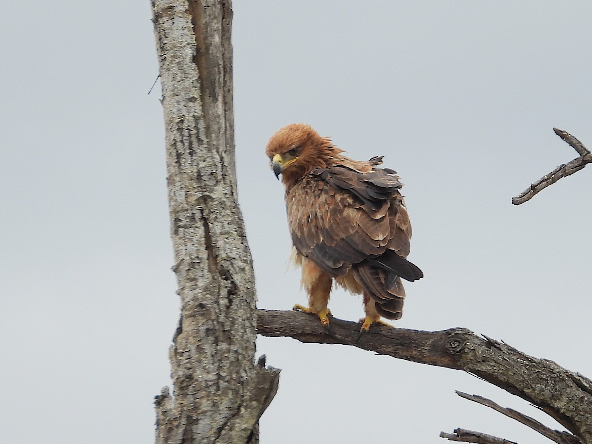 Tawny Eagle - ML647050663