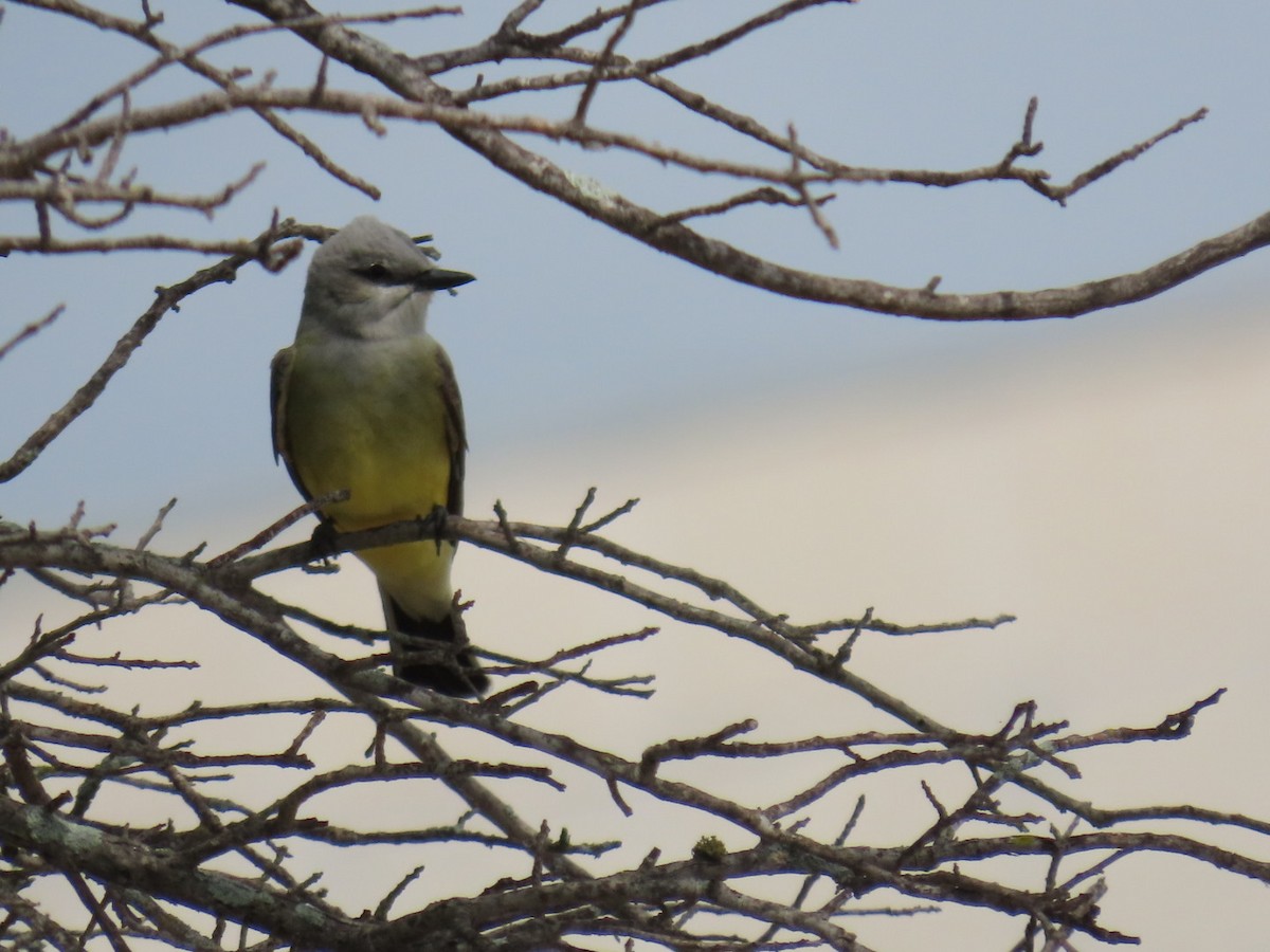 Tyran de l'Ouest - ML647050666