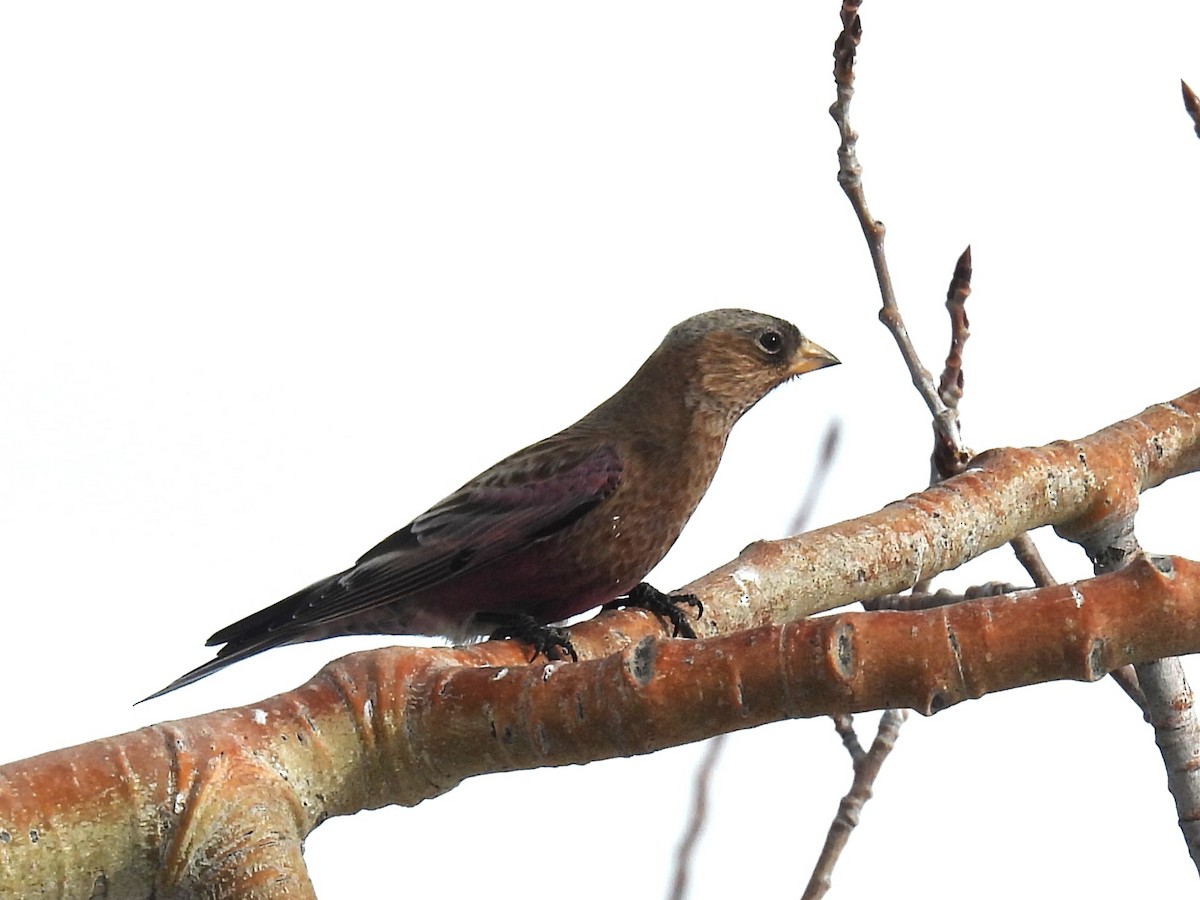 Brown-capped Rosy-Finch - ML647050671