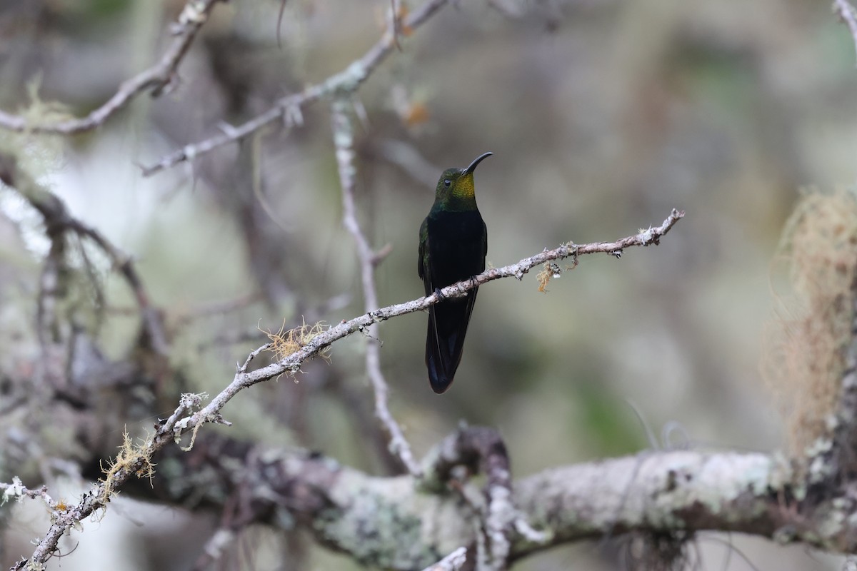 Dominikanermangokolibri - ML647050680