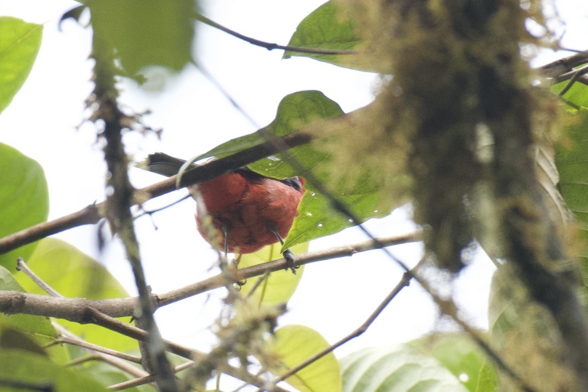 Ak Kanatlı Piranga - ML647050682