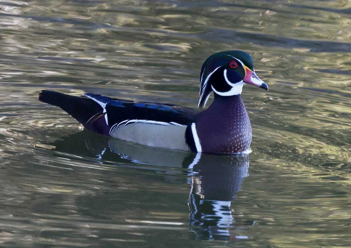 kachnička karolínská - ML647050713