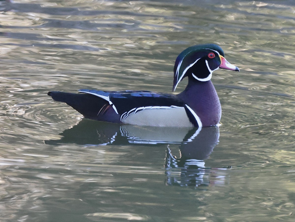 kachnička karolínská - ML647050715