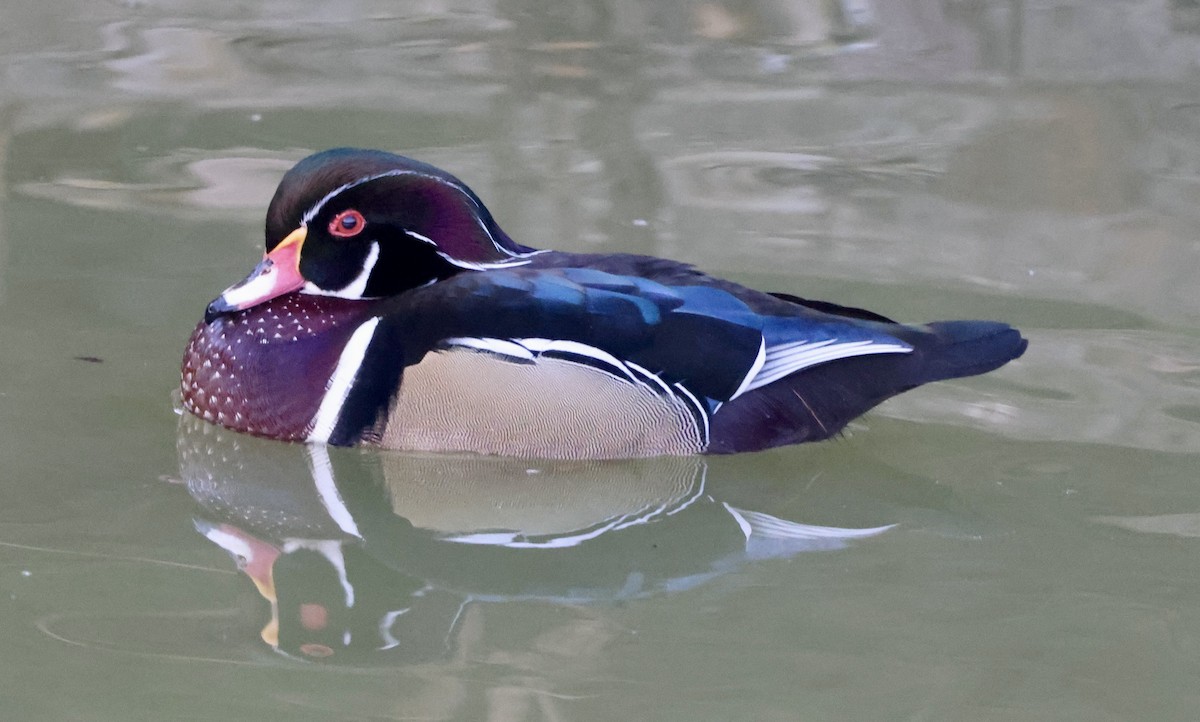 kachnička karolínská - ML647050716