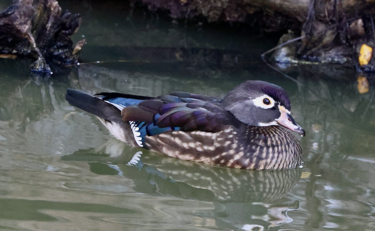 kachnička karolínská - ML647050718