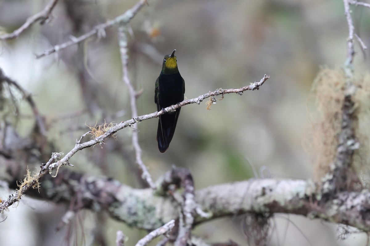 Dominikanermangokolibri - ML647050720