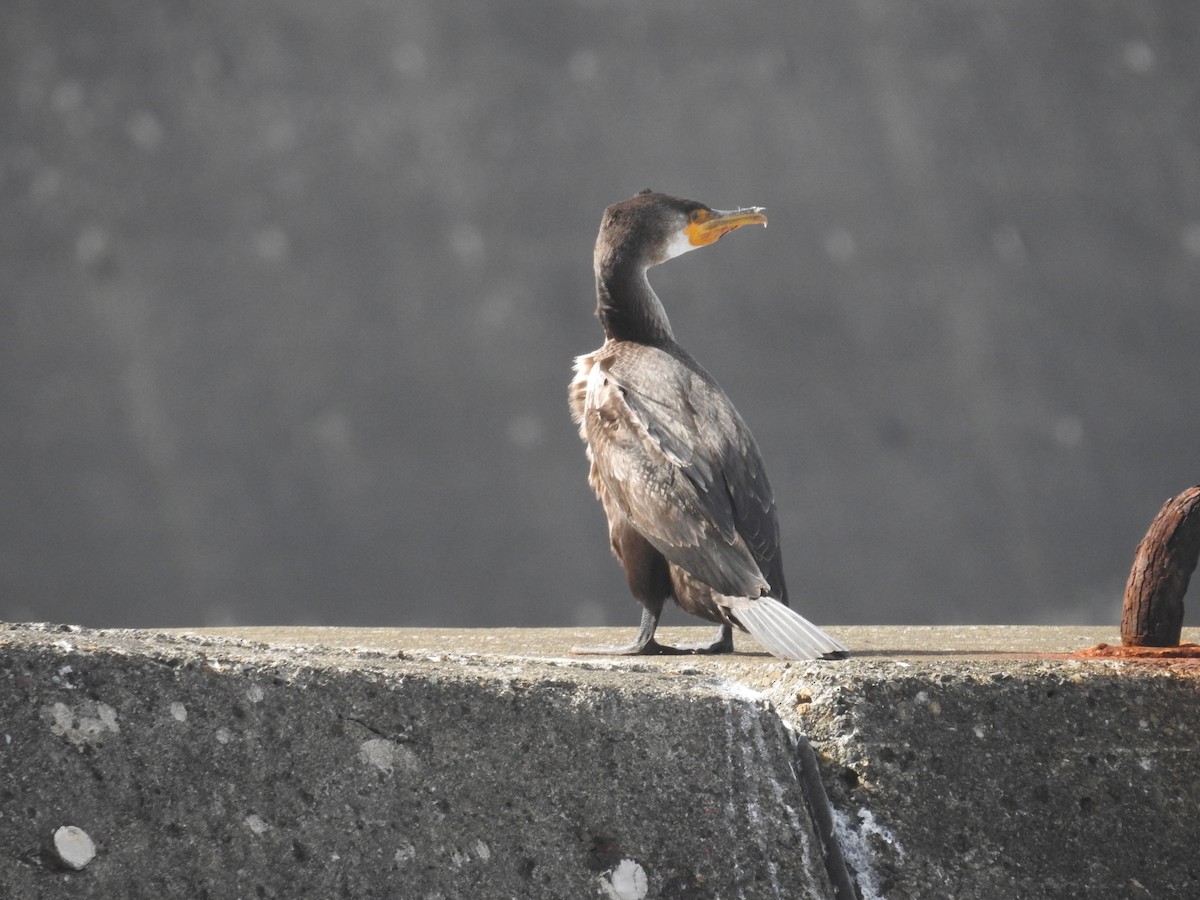 Japanese Cormorant - ML647050734